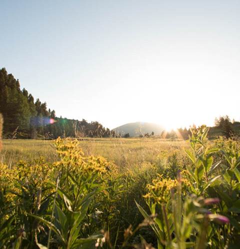 Wandern in der blühenden Natur Bergwiese im Sommer